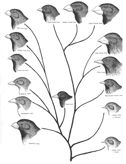 evolution tree of finches