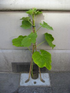 Stokroostegel_Plant_Bamboo